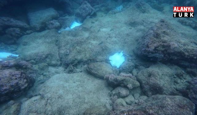 Antalya'da deniz dibinde çok sayıda ölü vatoz görüntülendi