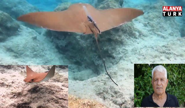 Atlantik kökenli inek burunlu vatoz Akdeniz'de ilk kez görüntülendi