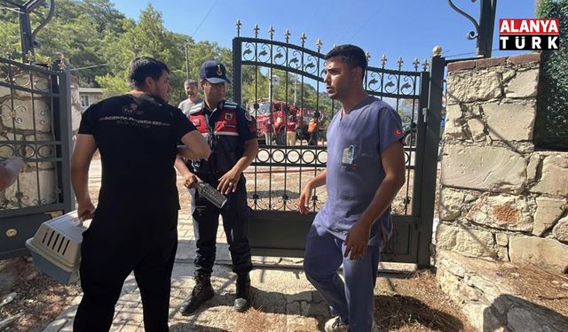 Kumluca'da sokak kedisi orman yangınından kurtarıldı