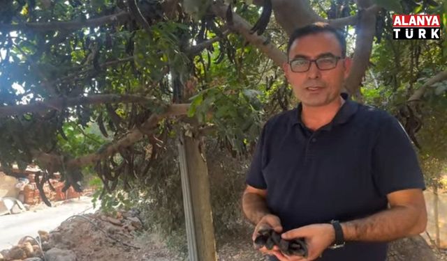 Alanya’nın ‘siyah altını’ keçiboynuzu değerini koruyor