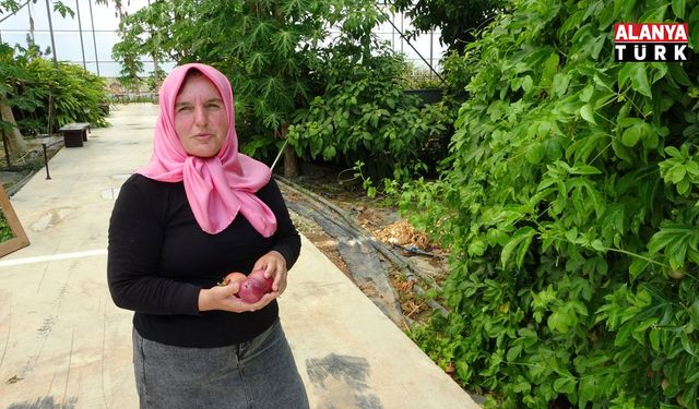 Evin çatısında tohumla başlayan yolculuk, tropikal meyve müzesine dönüştü