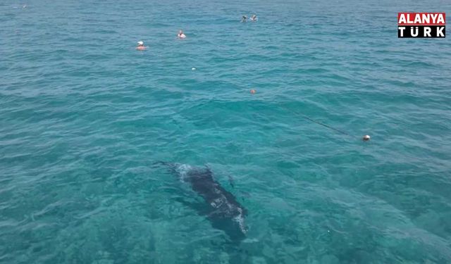 Alanya'da kıyıya yaklaşan yunus turistlerle yüzdü