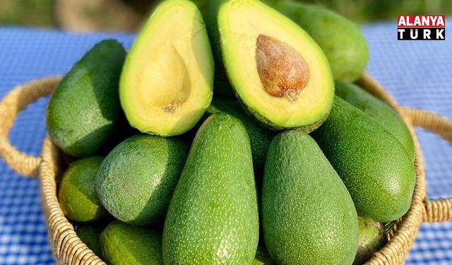 Alanya’da avokado heyecanı başladı! En ağırını yetiştiren ödülü kapacak
