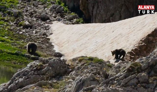 Antalya'nın 2 bin 500 rakımlı yaylasında ayıların kar keyfi kamerada