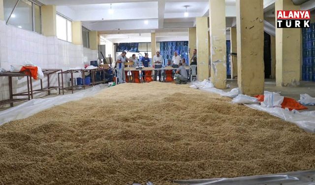 Cimbiti Yaylası’nda nohut bereketi: 500 kilo tohumdan 2,8 ton ürün