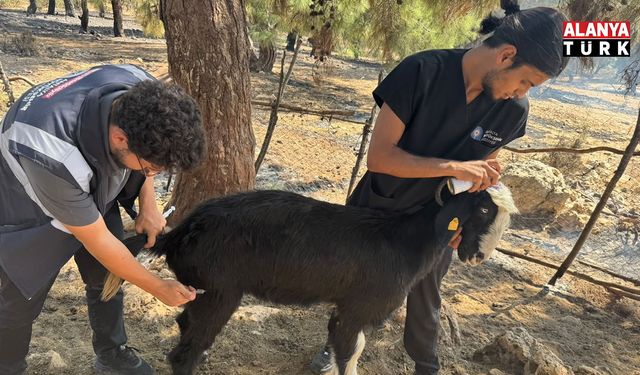 Antalya Büyükşehir Belediyesi veteriner ekipleri kırsalda hayvanların yanında
