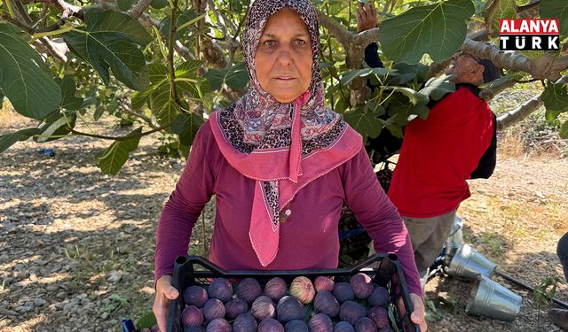 Antalya'da geciken incir hasat düşük rekolteye sebep oldu