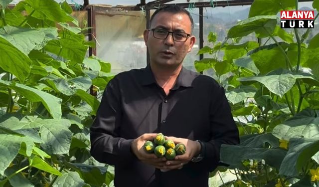 Alanya’da salatalık alarmı: Maliyet 18 TL, tarladaki fiyat 5 TL