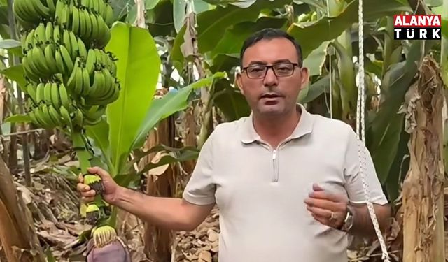 Alanya muzunda yeni beklenti: Üretici gözünü tavsiye fiyata çevirdi