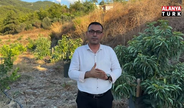 Göktepe’den avokado üreticilerine son uyarı: “Zamanı gelmeyen avokadoyu toplamayın”