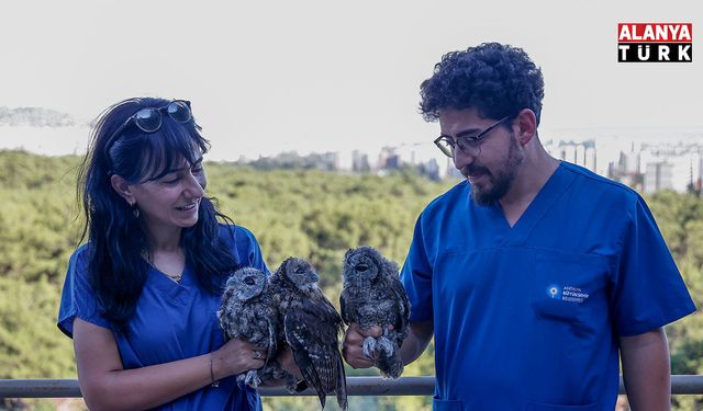 Ebeveynlerinin terk ettiği 3 Alaca Baykuş'un rehabilitasyonu tamamlandı