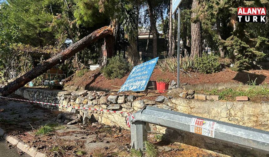 Alanya’da fırtınaya dayanamayan ağaç ile aydınlatma direği devrildi
