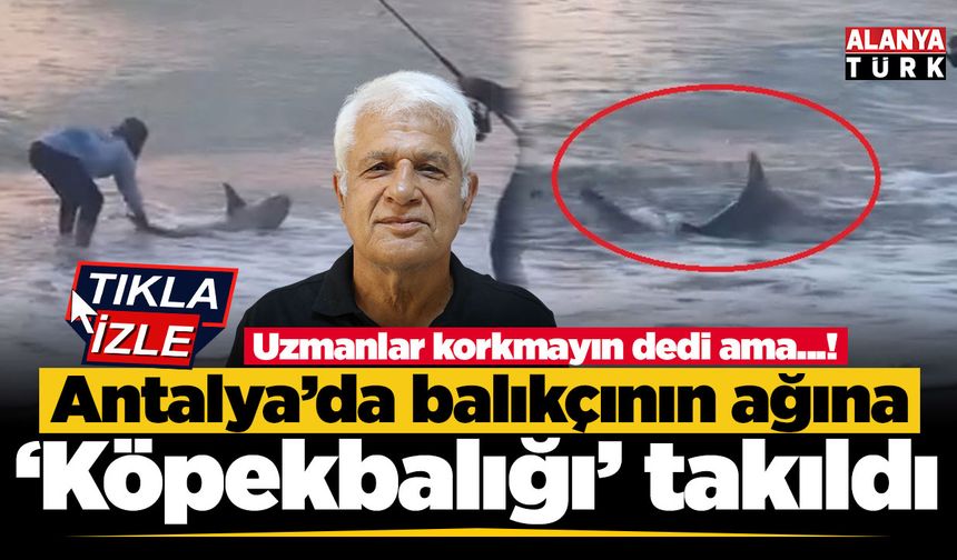 Amatör balıkçının oltasına köpek balığı takıldı