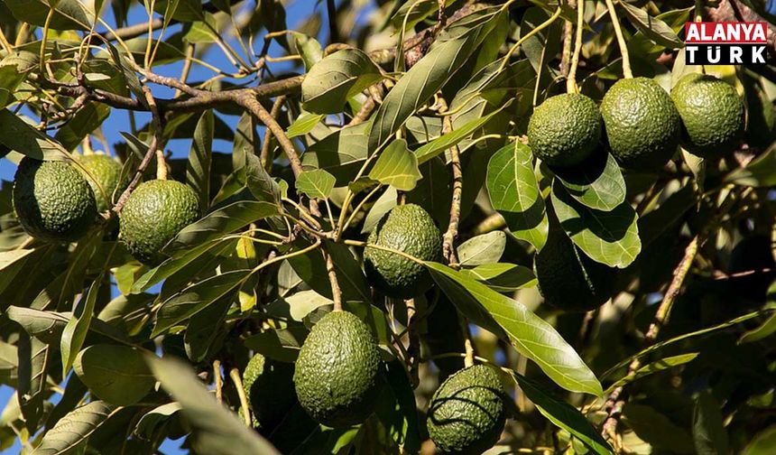 Alanya’da avokado piyasası kuruldu