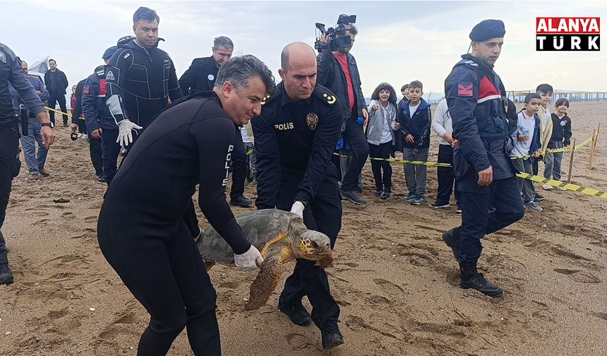 Yaralı bulunan Caretta caretta yeniden özgürlüğe kavuştu