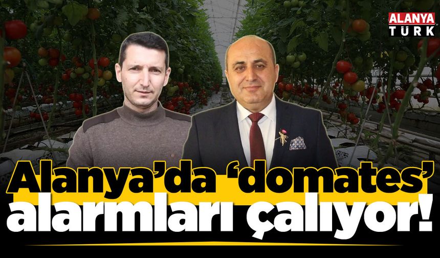 Domateste tehlike çanları