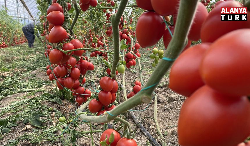Kasım ayında domates ve sebze fiyat endeksinde büyük düşüş