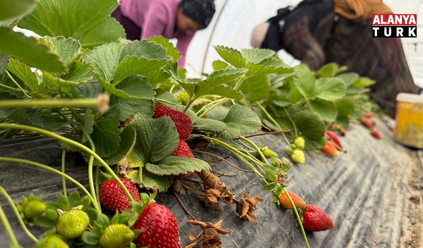 Tarla ile market rafları arasındaki farka üretici bile inanamıyor