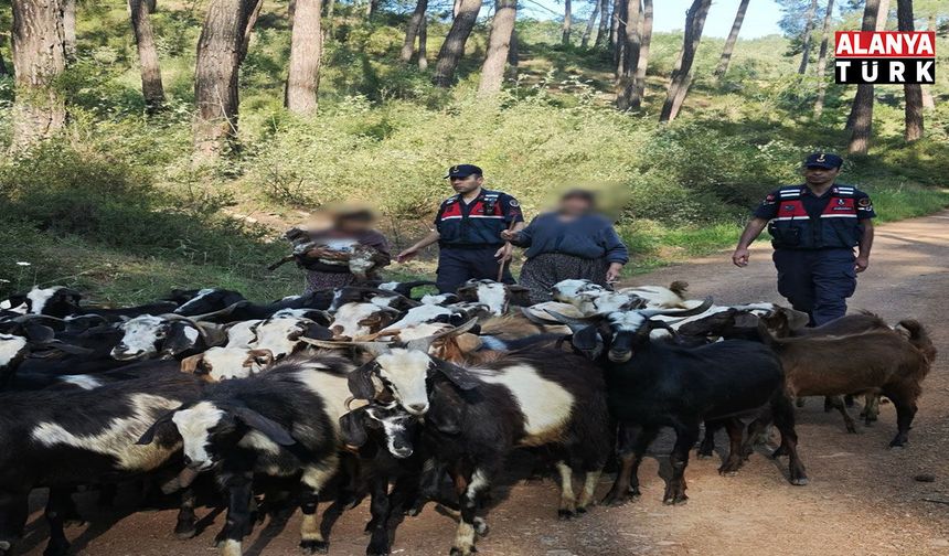 Kayıp 41 Keçi Jandarma Tarafından Bulundu