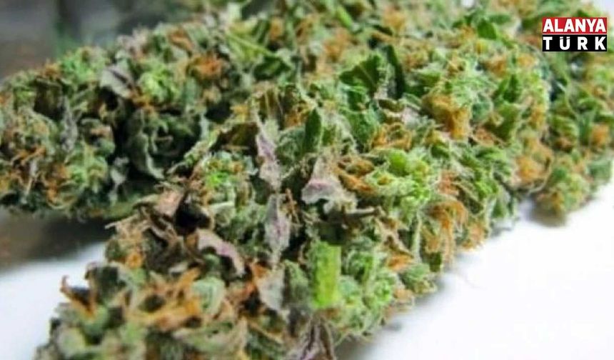 Depo olarak kullanılan iş yerinden 34 kilo skunk çıktı