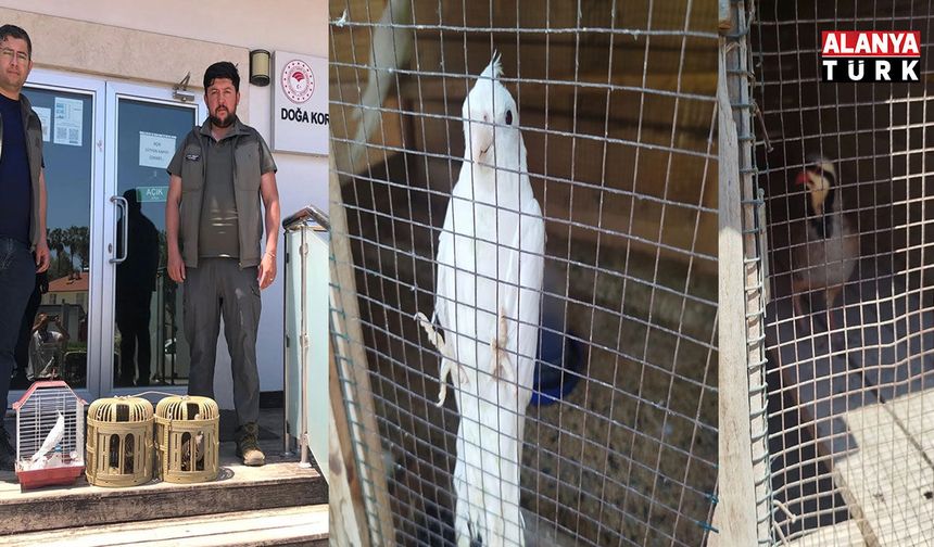 Kuş denetiminde kafeslerdeki keklik ve papağanlara el konuldu