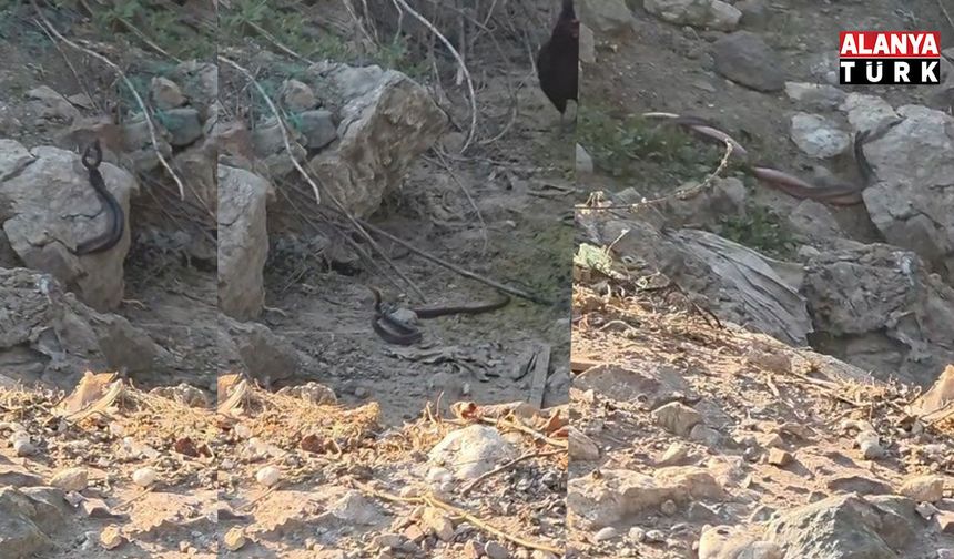 Yılanların çiftleşme dansı kamerada