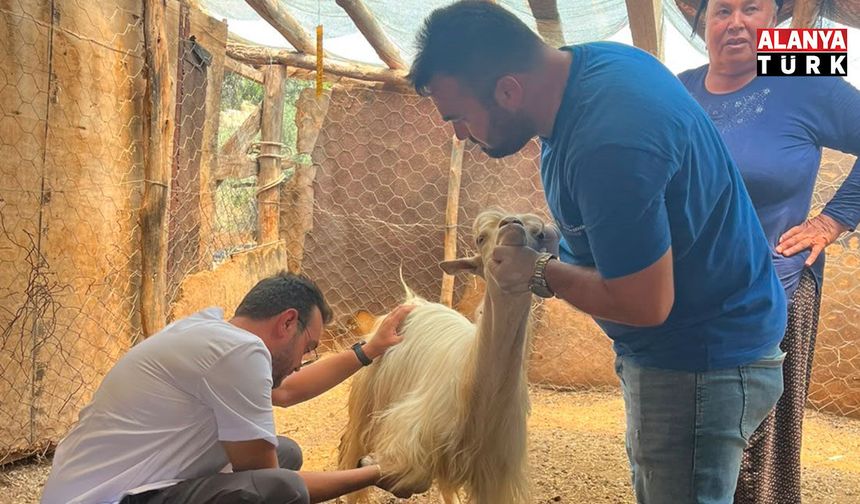 Kumluca'da yangından etkilenen hayvanlara yerinde müdahale