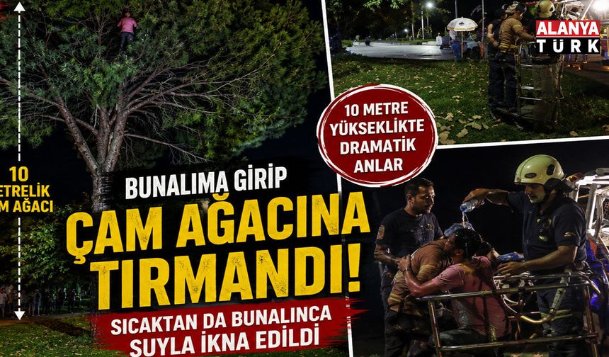 Bunalıma girip çam ağacına tırmandı, sıcaktan da bunalınca suyla ikna edildi