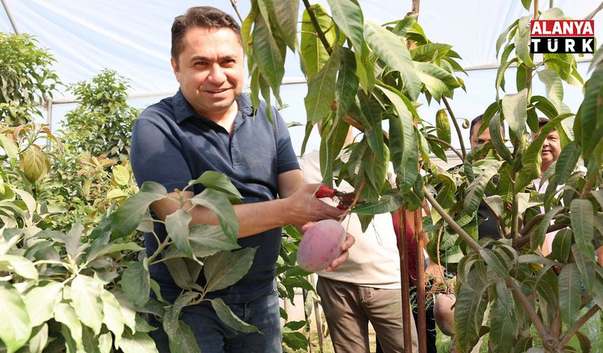 ALKÜ serasında ilk mango hasadı yapıldı