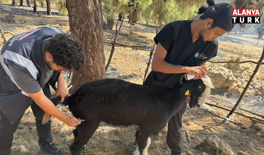 Antalya Büyükşehir Belediyesi veteriner ekipleri kırsalda hayvanların yanında