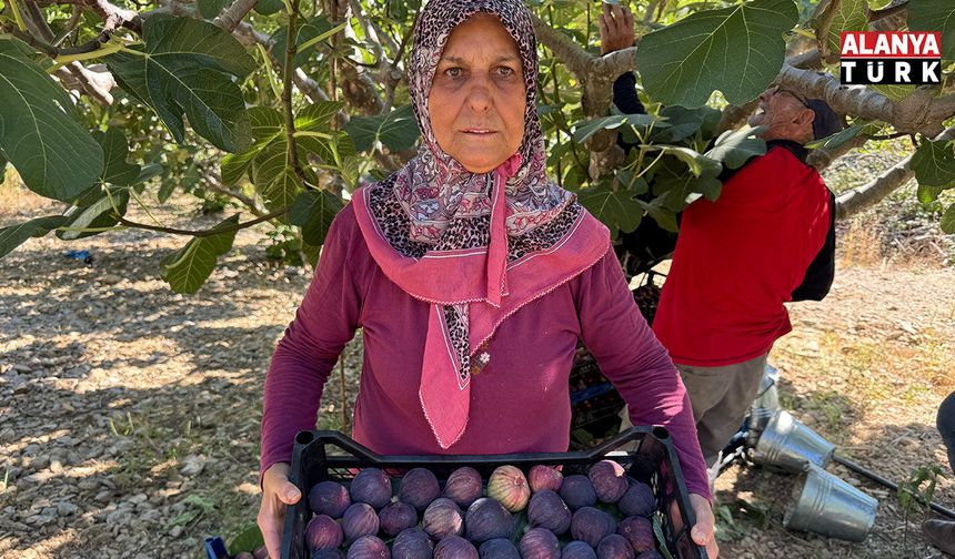 Antalya'da geciken incir hasat düşük rekolteye sebep oldu