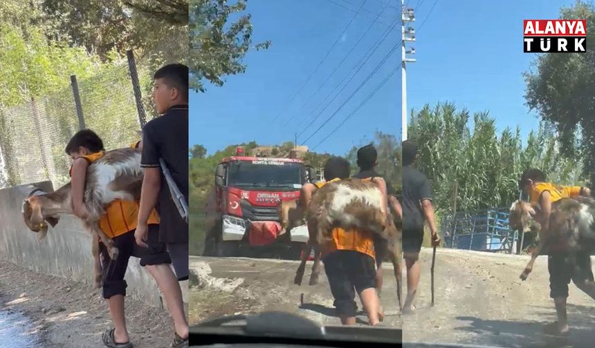 Kendisi küçük yüreği büyük; Besleyip büyüttüğü oğlağını yangın yerinden sırtında taşıyarak götürdü