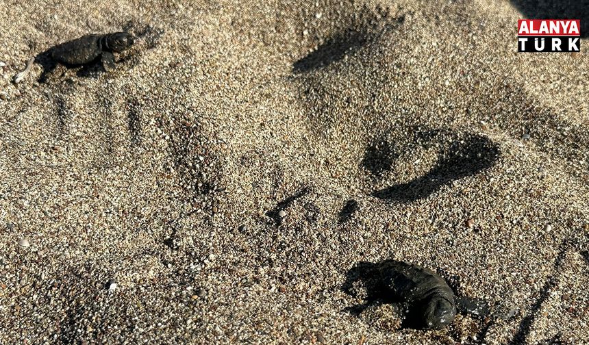 Kemer'de son caretta caretta yuvası açıldı