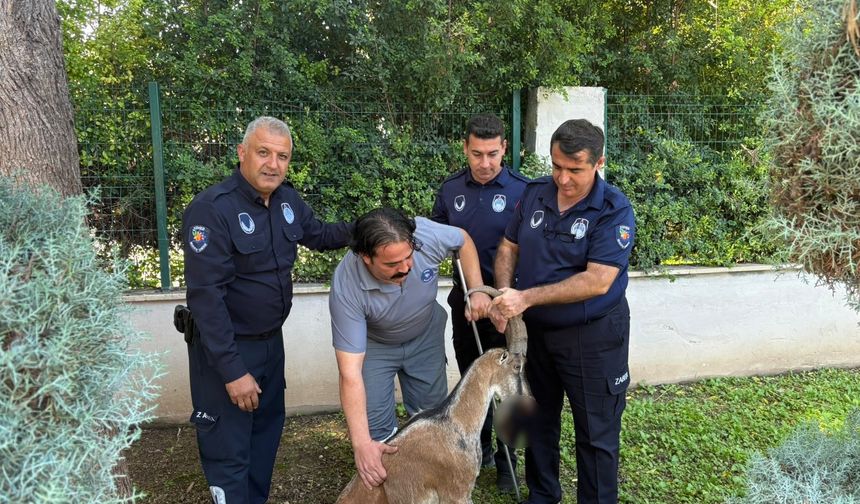 Kemer'de yaralı bulunan dağ keçisi tedavi altına alındı