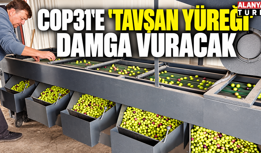 Tavşan Yüreği Zeytini COP31’e Damga Vuracak