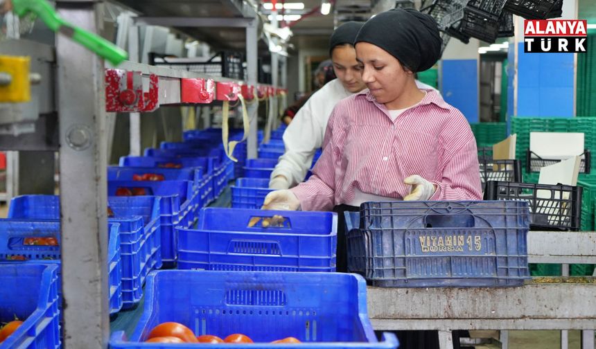 Eylül ayında domatesin yıllık bazda miktar ve fiyat endeksi arttı